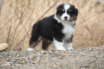 Les chiots de Berger Américain Miniature 