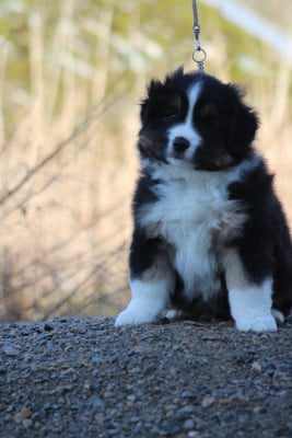 Les chiots de Berger Américain Miniature 