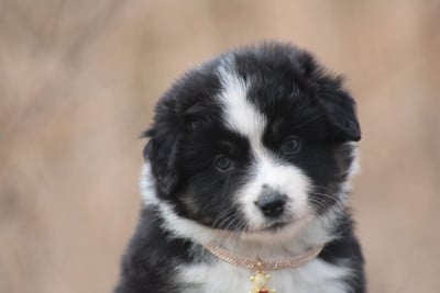 Les chiots de Berger Américain Miniature 