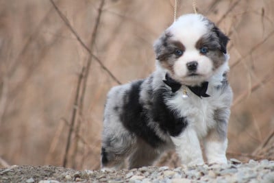 Les chiots de Berger Américain Miniature 