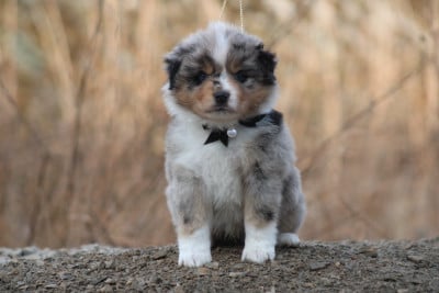 Les chiots de Berger Américain Miniature 