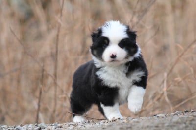 Berger Américain Miniature