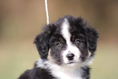 Les chiots de Berger Américain Miniature 