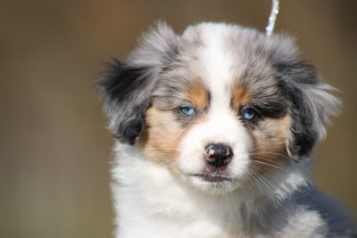 Les chiots de Berger Américain Miniature 