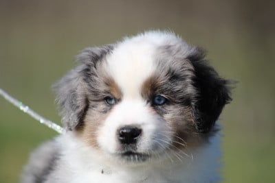 Les chiots de Berger Américain Miniature 