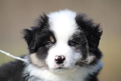 Les chiots de Berger Américain Miniature 