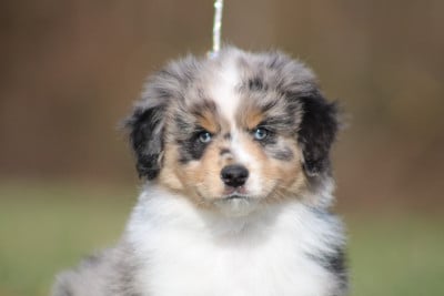 Les chiots de Berger Américain Miniature 