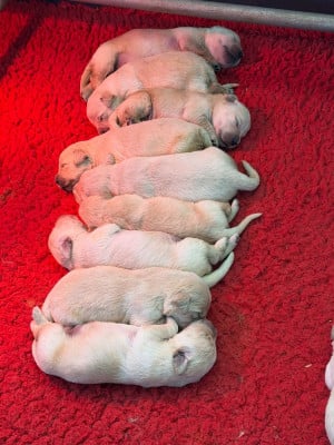 Les chiots de Golden Retriever