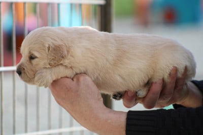 Les chiots de Golden Retriever