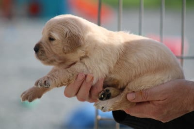 Les chiots de Golden Retriever