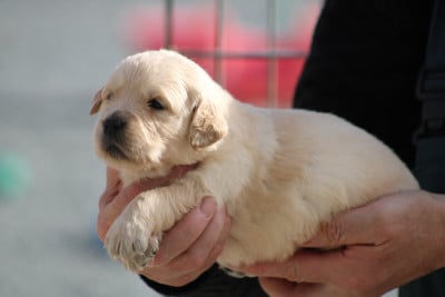 Les chiots de Golden Retriever