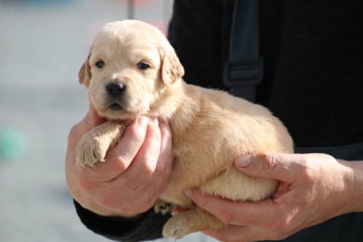 Les chiots de Golden Retriever
