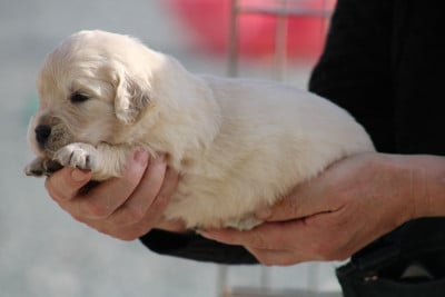Les chiots de Golden Retriever