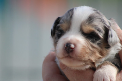 Les chiots de Berger Américain Miniature