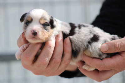 Les chiots de Berger Américain Miniature