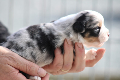 Les chiots de Berger Américain Miniature