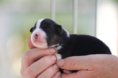 Les chiots de Berger Américain Miniature
