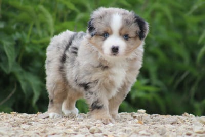 Les chiots de Berger Américain Miniature