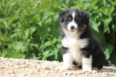 Les chiots de Berger Américain Miniature