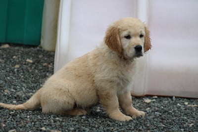 Les chiots de Golden Retriever