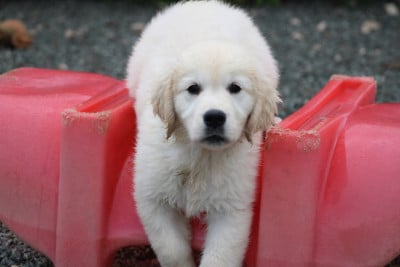 Les chiots de Golden Retriever