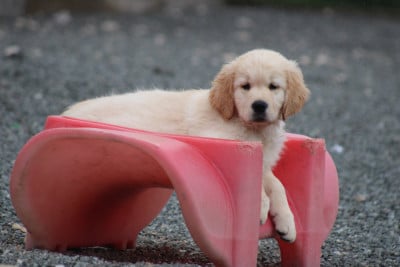 Les chiots de Golden Retriever