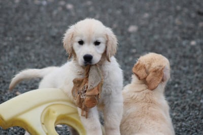 Les chiots de Golden Retriever