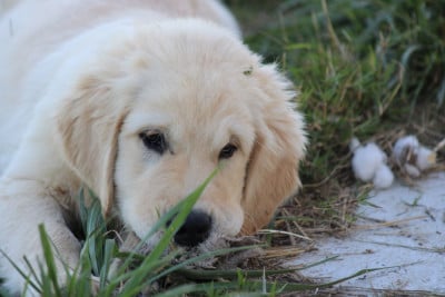 Les chiots de Golden Retriever