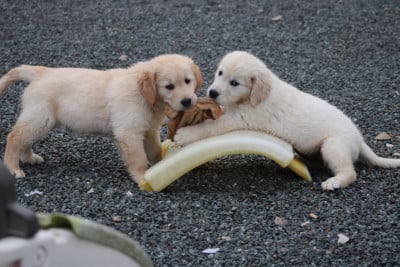Les chiots de Golden Retriever