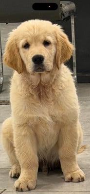 Les chiots de Golden Retriever
