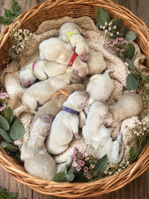 Les chiots de Golden Retriever