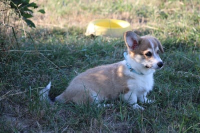 Les chiots de Welsh Corgi Pembroke