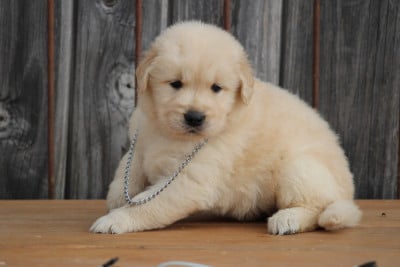 Les chiots de Golden Retriever