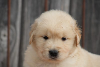Les chiots de Golden Retriever