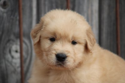 Les chiots de Golden Retriever