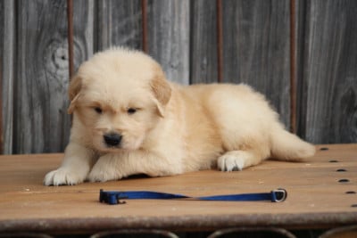 Les chiots de Golden Retriever
