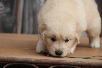 Les chiots de Golden Retriever