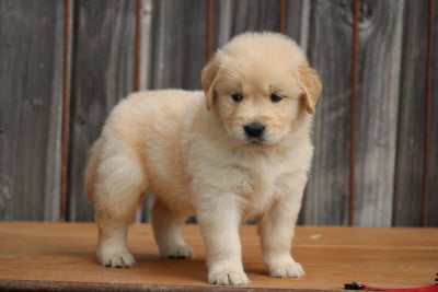Les chiots de Golden Retriever