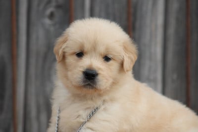 Les chiots de Golden Retriever