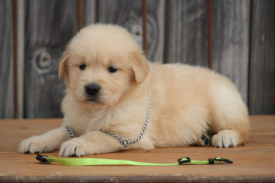 Les chiots de Golden Retriever