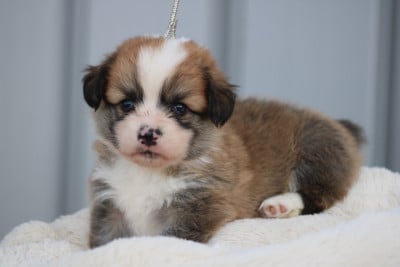 Chiot N°1 - Welsh Corgi Pembroke