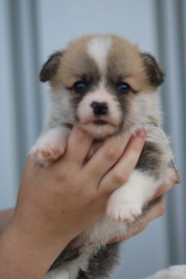 Chiot N°2 - Welsh Corgi Pembroke