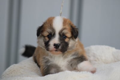 Welsh Corgi Pembroke