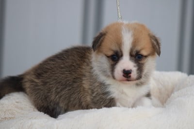 Chiot N°4 - Welsh Corgi Pembroke