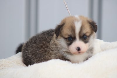 Chiot N°5 - Welsh Corgi Pembroke