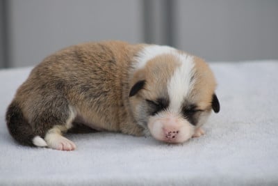 Welsh Corgi Pembroke