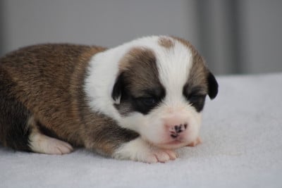 Chiot N°2 - Welsh Corgi Pembroke