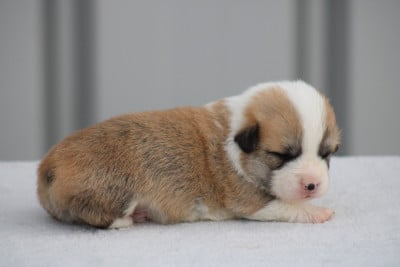 Chiot N°3 - Welsh Corgi Pembroke