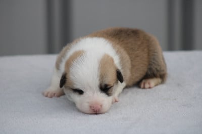 Chiot N°4 - Welsh Corgi Pembroke
