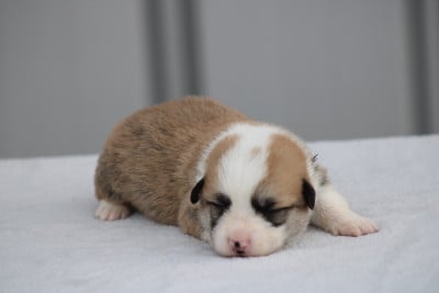 Chiot N°5 - Welsh Corgi Pembroke